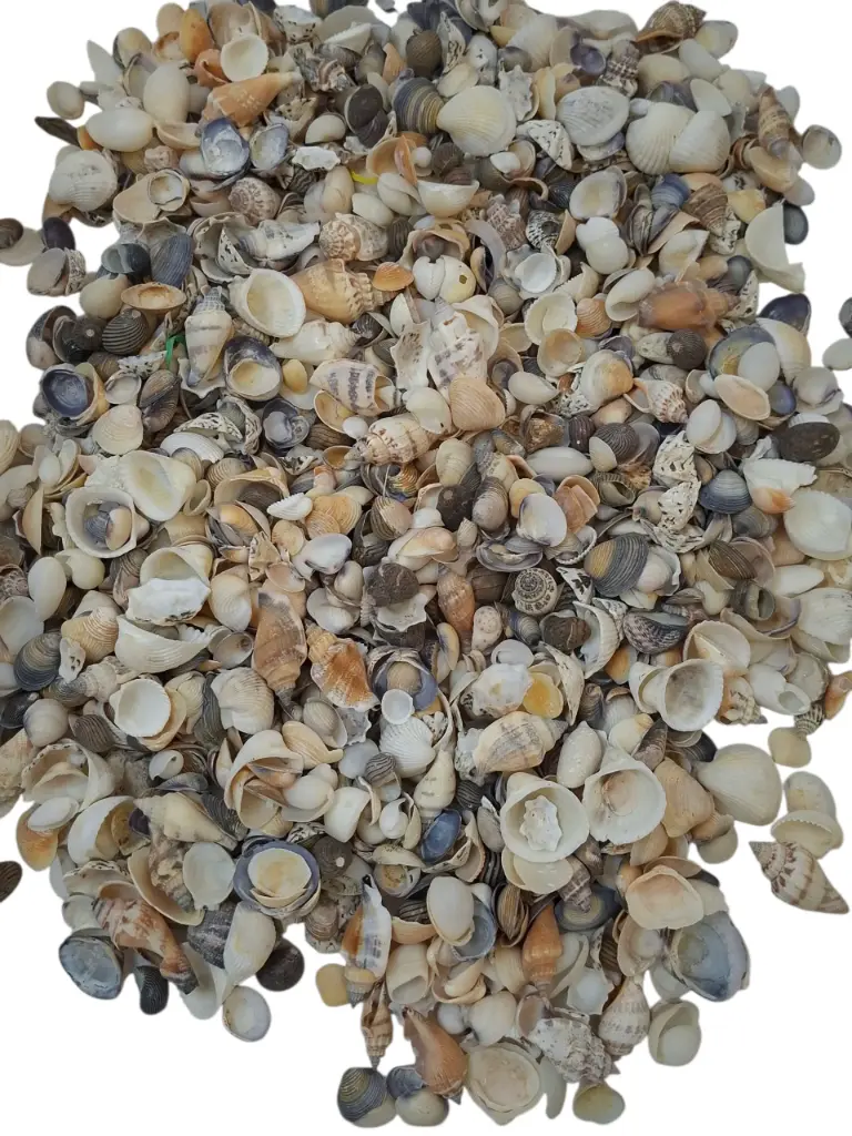 Schelpenmix Middenmaat Small 1 kg