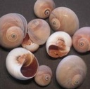 Polinices Didyma Schelpen 1 kilo