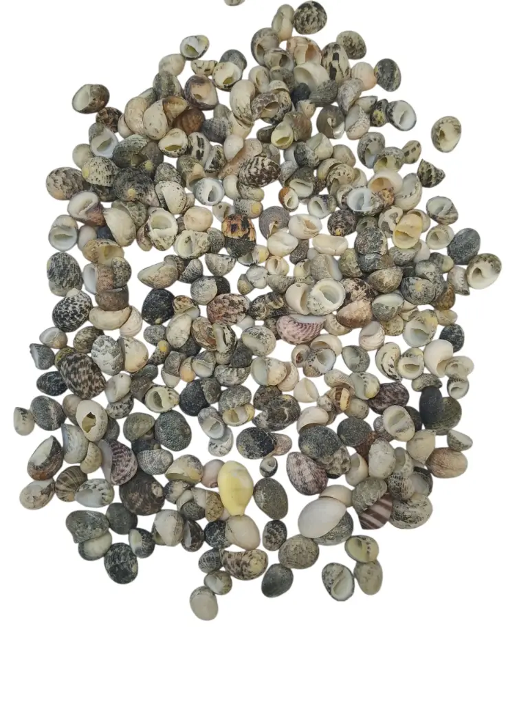Nerita Polita schelpen 300 gram