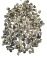 Nerita Polita schelpen 300 gram