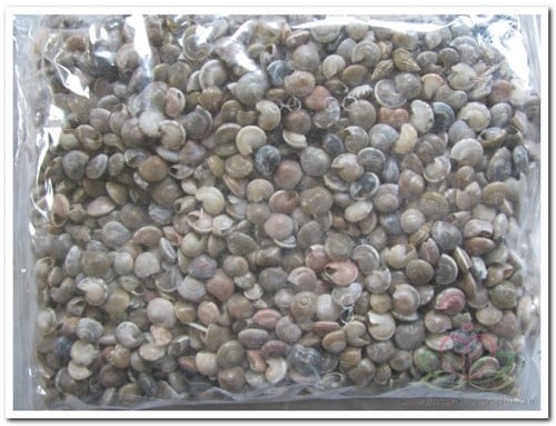 Umbonium Schelpenmix Button 1 kilo