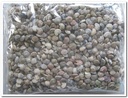 Umbonium Schelpenmix Button 1 kilo