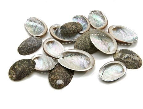 Haliotis Pulcherrima schelpen ca. 20 stuks 