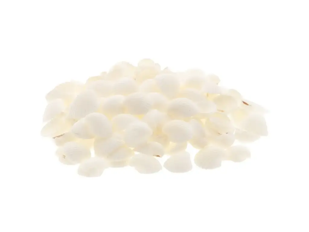 White Clam Schelpjes Wit 1 kilo