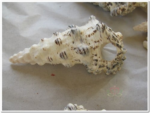 Cerithium Nodulosum schelpen 1 kilo