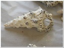 Cerithium Nodulosum schelpen 1 kilo