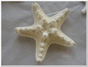 Zeester Philippine Gebleekt 5-7 cm 25 stuks