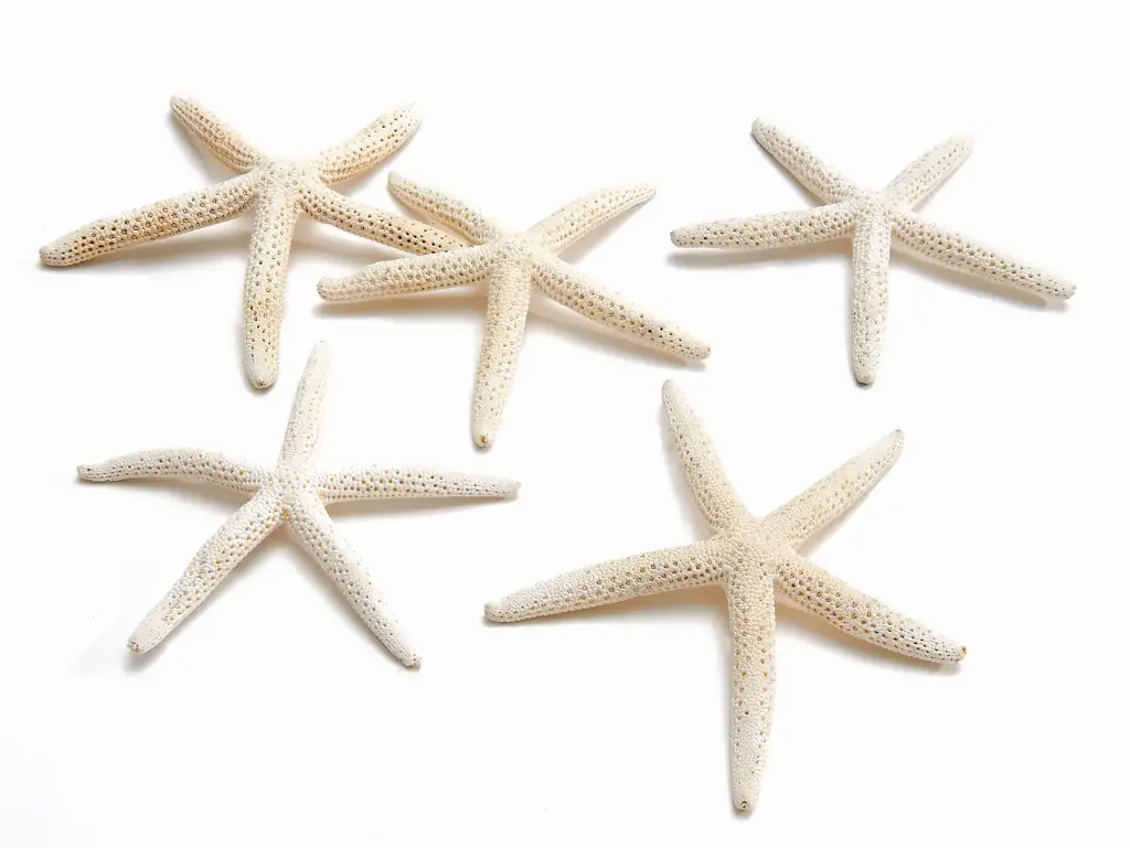 Zeester Starfish Gebleekt +/- 12 cm 10 stuks