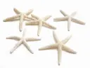 Zeester Starfish Gebleekt +/- 12 cm 10 stuks