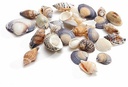 Schelpenmix Middenmaat Small 1 kg