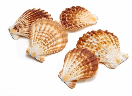Pecten Radula Jacobsschelp 550 gram 