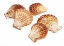 Pecten Radula Jacobsschelp 550 gram 
