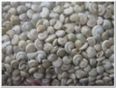 Umbonium Schelpen Wit Light 1 kilo
