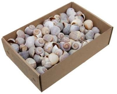 Nattai Polinices Policinus schelpen 500 gram