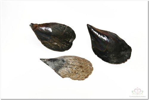 Hamerschelpen klein 1 kilo