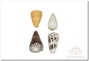 Schelpenmix Cones Conus 1 kilo