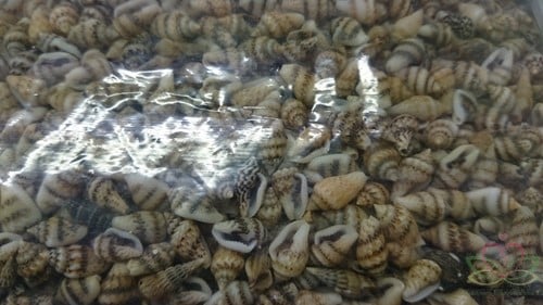 Nassa mix schelpen 1 kilo