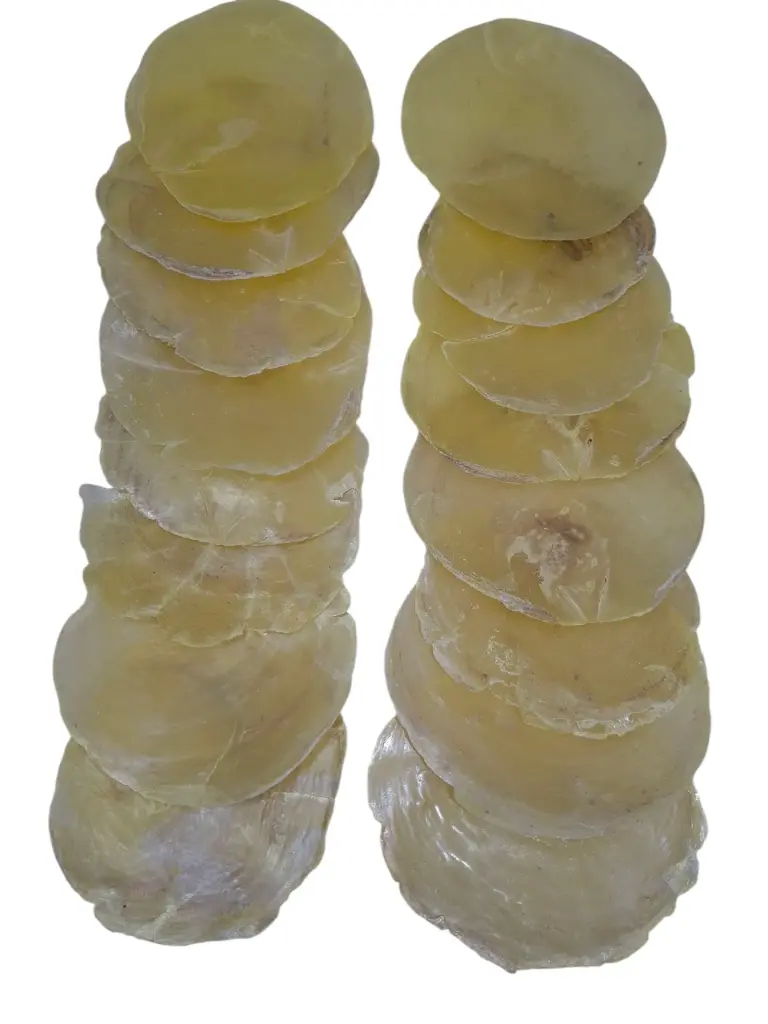 Capiz Camar schelpen Champagne/Geel 250 gram