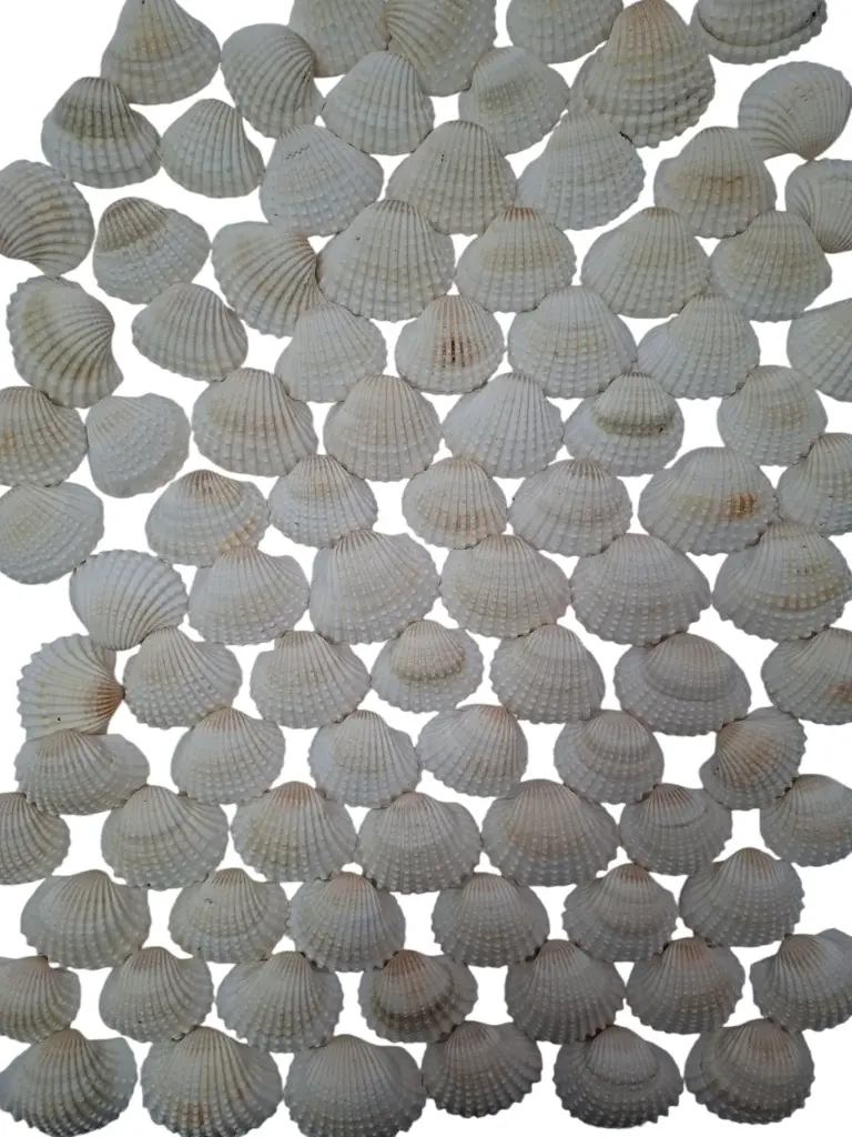 White Chippy Schelpen 1 kilo