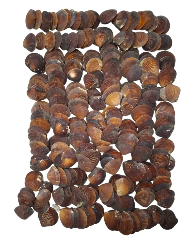 Brown Cockel schelpen 1 kilo
