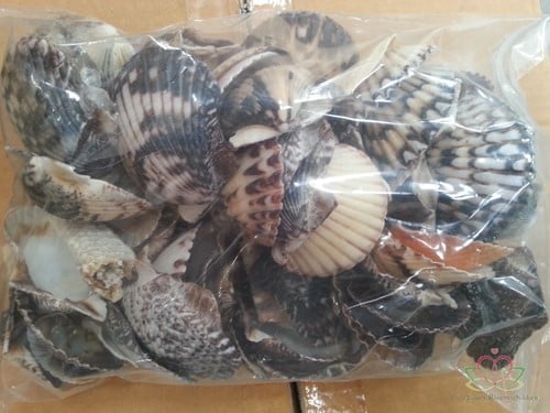 Pecten Argopecten Circularis Jacobsschelp zwart/wit 1 kilo 