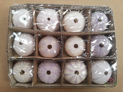 Zeeegel Violet 12 stuks