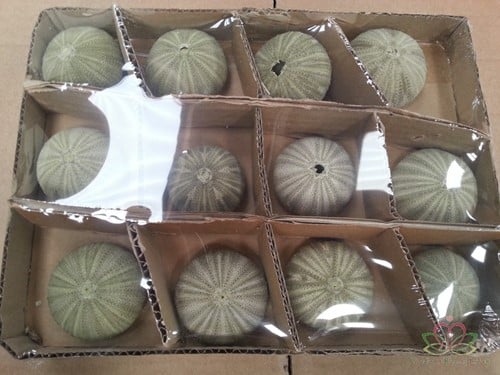 Zeeegel Groen 12 stuks