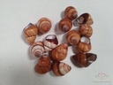 Rufogaster Landsnail Schelpen 15 stuks