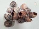 Pila Ampullacea Schelpen 4+ cm 12 stuks
