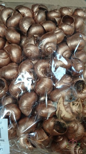 Landsnail small schelp Koper 250 gram