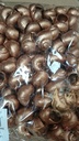 Landsnail small schelp Koper 250 gram