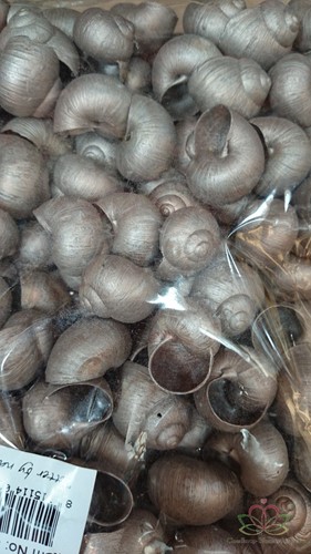 Landsnail small geverfde schelpen Champagne 250 gram