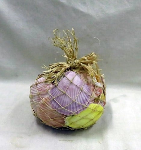 Pecten Chlamys Nobilis Jacobsschelp Gekleurde schelpen 750 gram 
