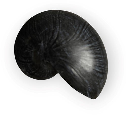 Nautilus schelp Resin Zwart 5x8x5 cm per stuk