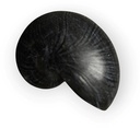 Nautilus schelp Resin Zwart 5x8x5 cm per stuk