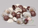 Schelpenmix Deluxe Donkerbruin 350 gram