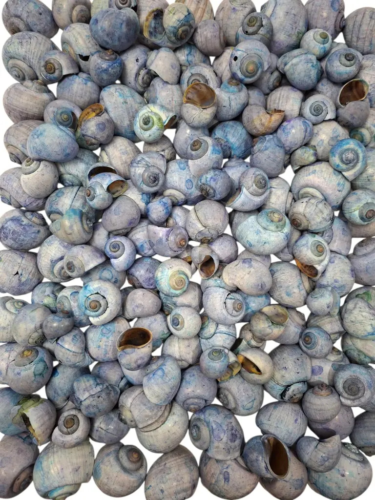 Nattai schelpen Blue washed 1 kilo