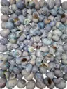 Nattai schelpen Blue washed 1 kilo