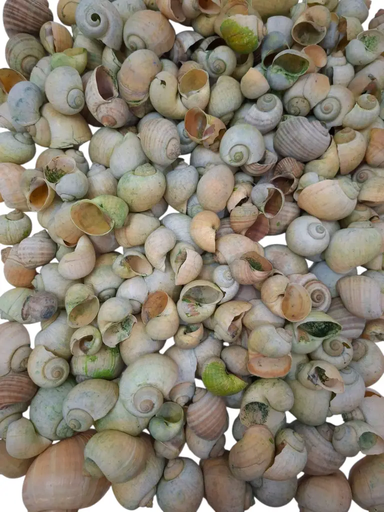 Nattai schelpen Green Washed 1 kilo