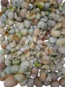 Nattai schelpen Green Washed 1 kilo