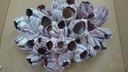 Barnacle zeepok schelp 20-25 cm per stuk
