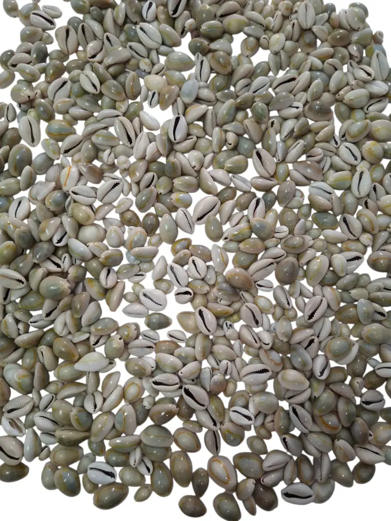 Cypraea Annulus schelpen Grijs ca. 1 kilo