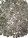 Cypraea Annulus schelpen Grijs ca. 1 kilo