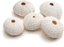 Zeeegel Frosted 25 stuks
