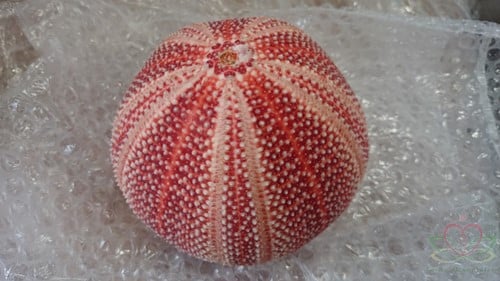 Zeeegel Giant Rood 10-12 cm Per stuk