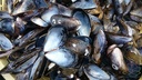 Zeeuwse Mosselen 500 gram