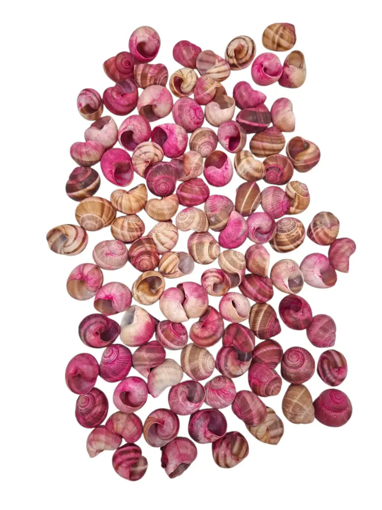 Landsnail small geverfde schelpen Fuchsia 250 gram