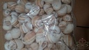 Natica schelpen 1 kilo