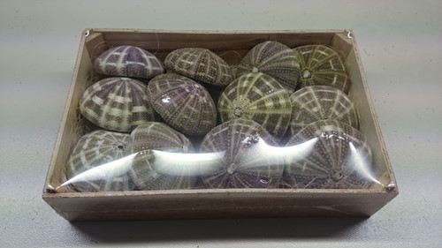 Zeeegel Sea Urchin Alfonso Naturel LET OP 10 stuks