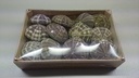 Zeeegel Sea Urchin Alfonso Naturel LET OP 10 stuks